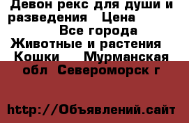 Девон рекс для души и разведения › Цена ­ 20 000 - Все города Животные и растения » Кошки   . Мурманская обл.,Североморск г.